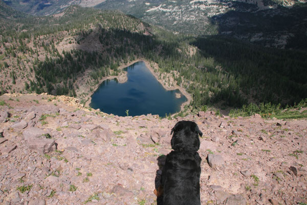 Rottweiler looking at Anchor Lake Uinta mountains